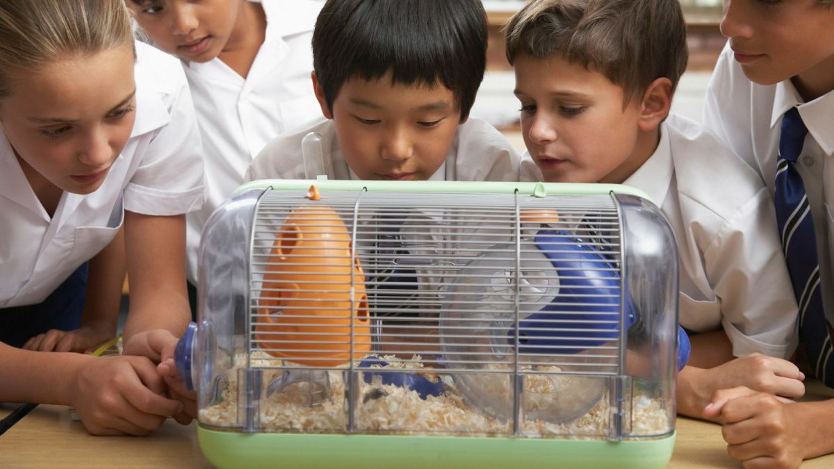 Benefits of Small Pets in Classrooms: Tips and Guidelines