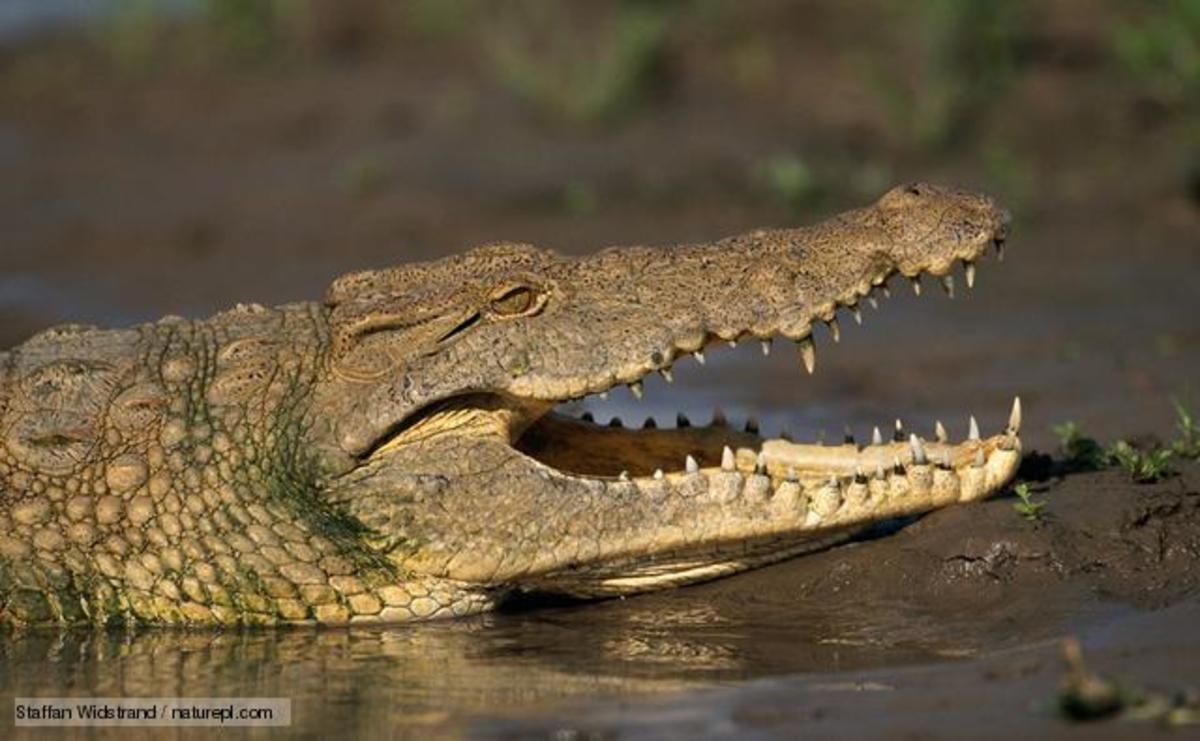Nile Crocodile facts