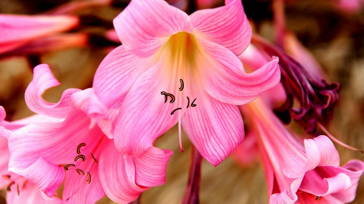 How to Grow Naked Lady Lilies or Amaryllis Belladonna