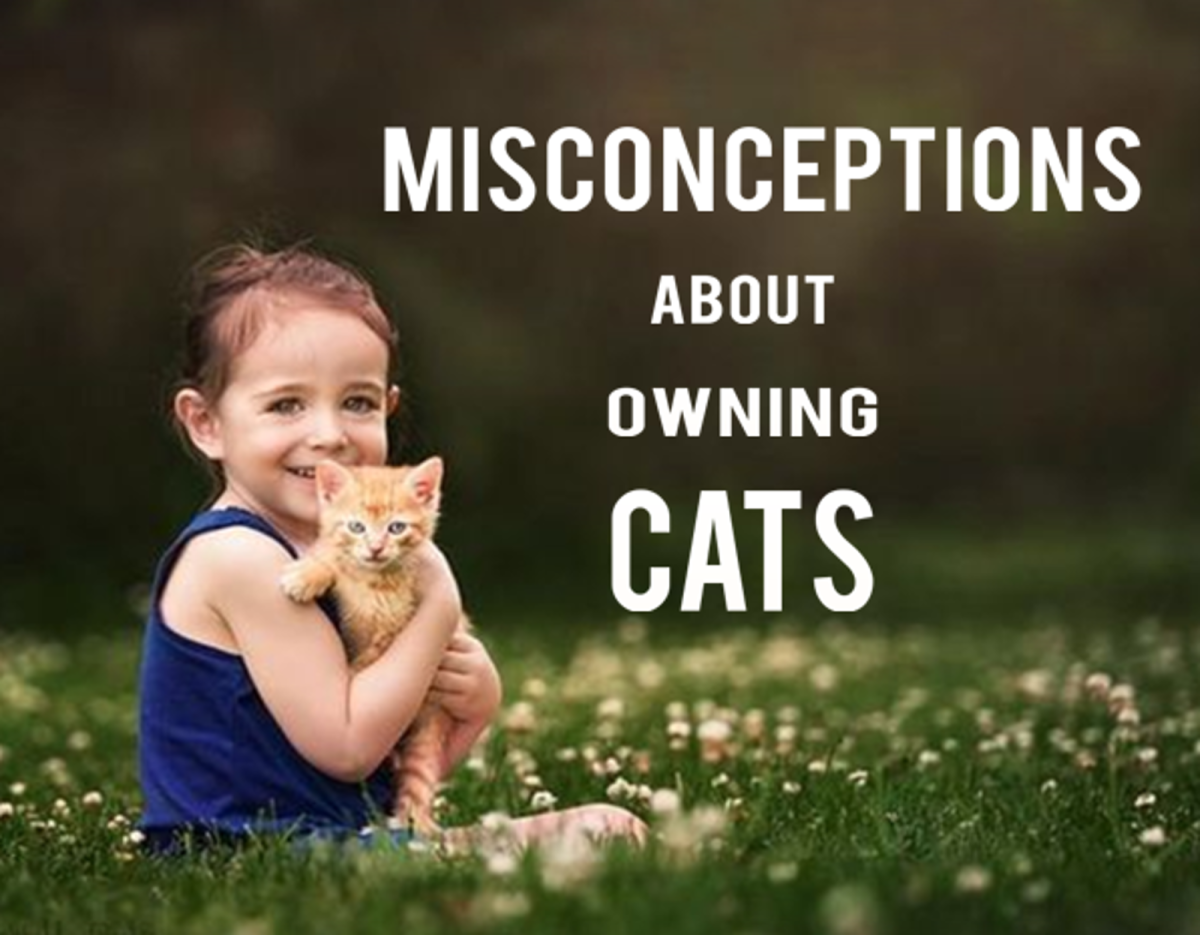 11 Common Misconceptions About Owning Cats
