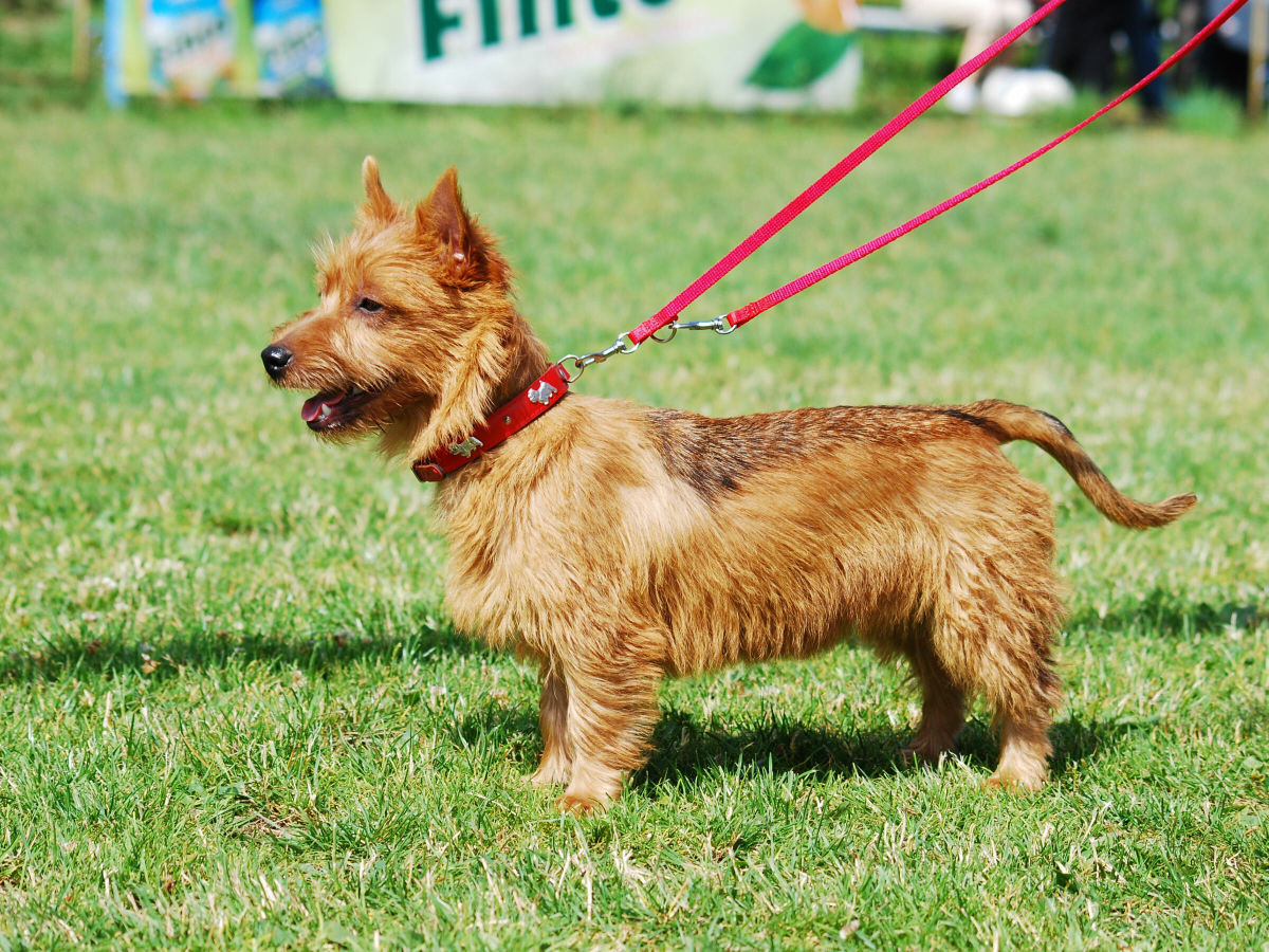 Understanding the Australian Terrier: Care, Characteristics, and Compatibility