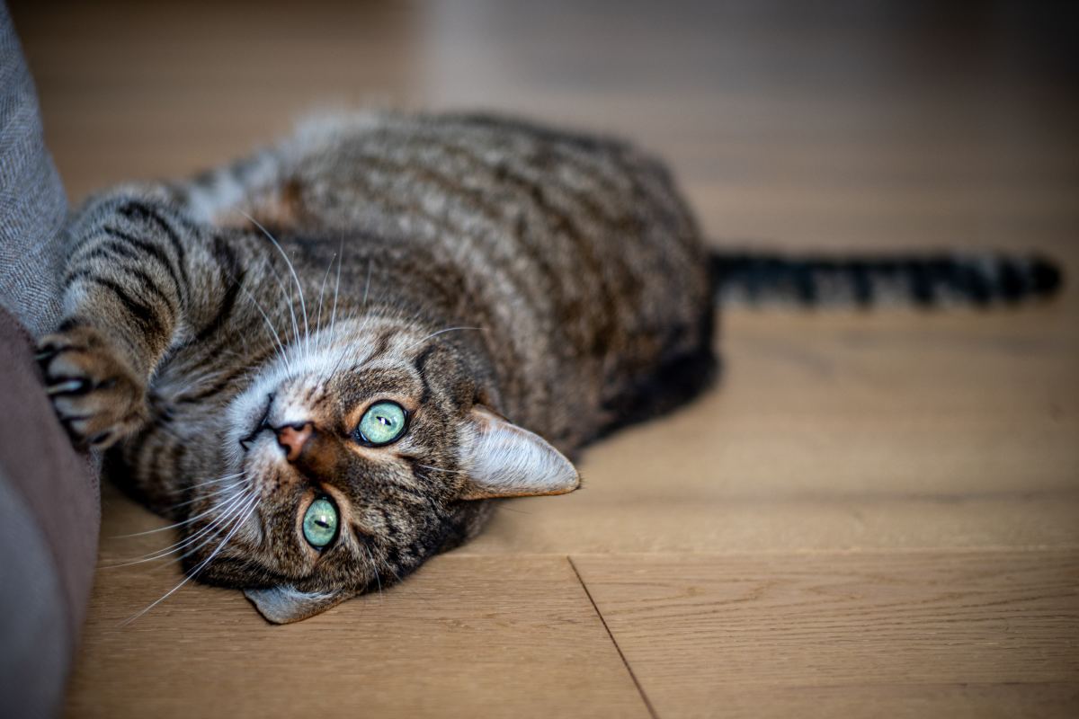 Deter cats from jumping on outlet counters