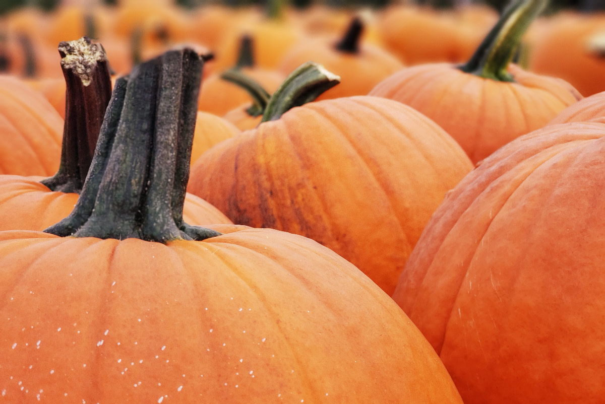 Samhain Pumpkin Spell: Gaining Wisdom From the Ancestors