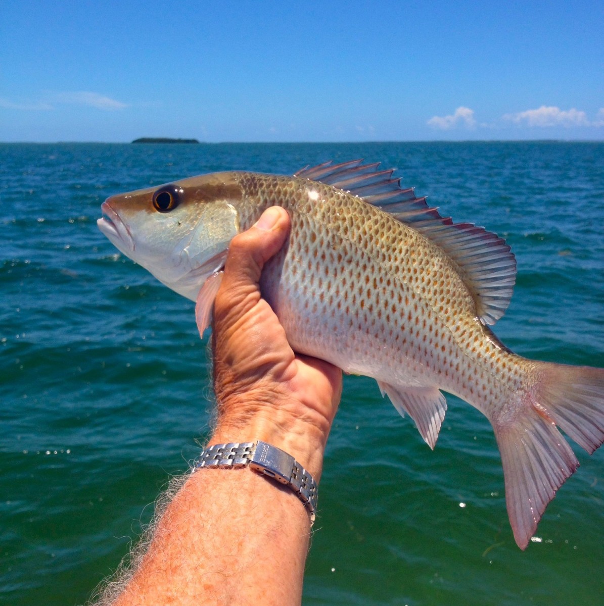 How to Locate and Catch Mangrove Snapper