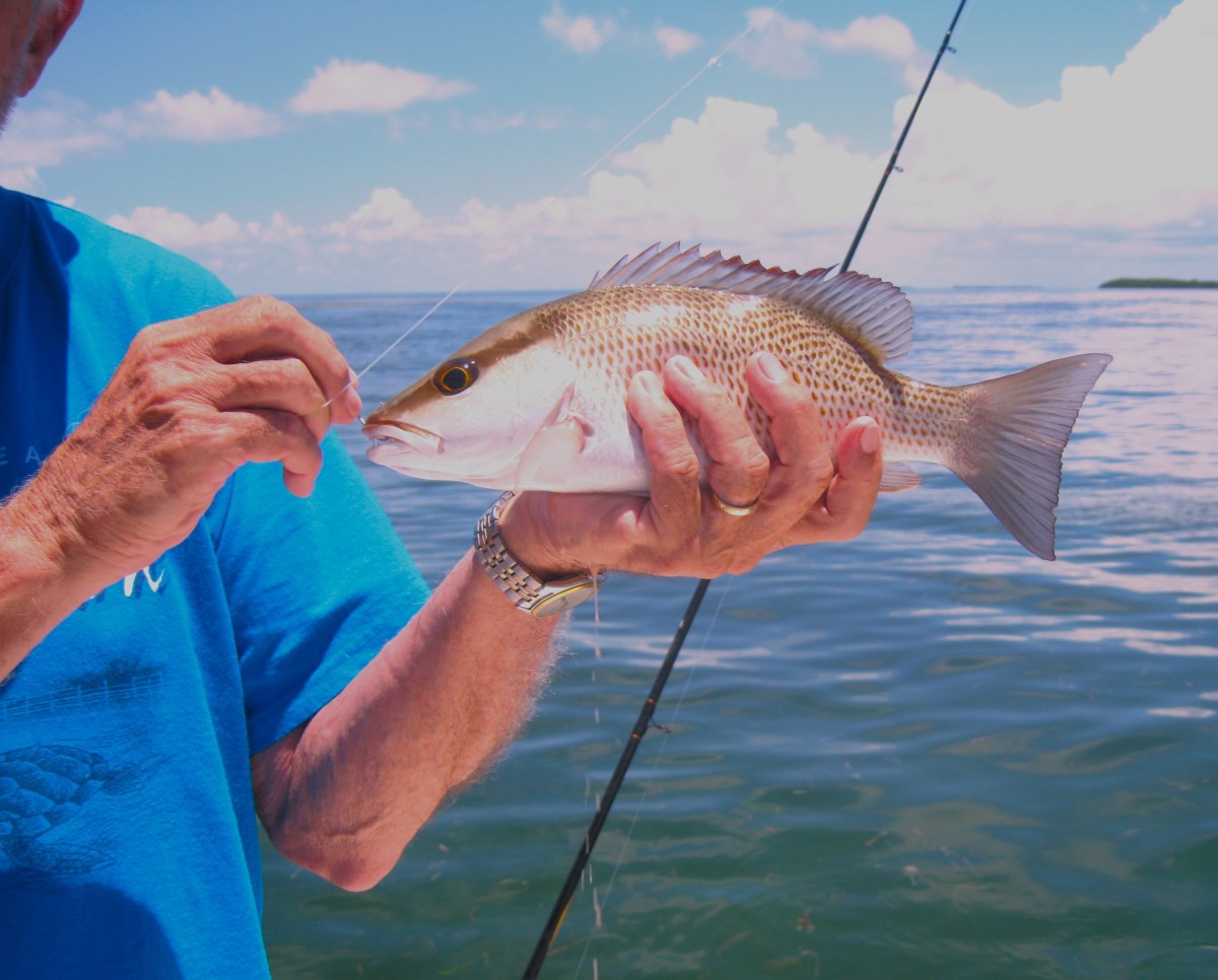 How To Catch Boatloads Of Big Mangrove Snapper (3 Simple Keys)