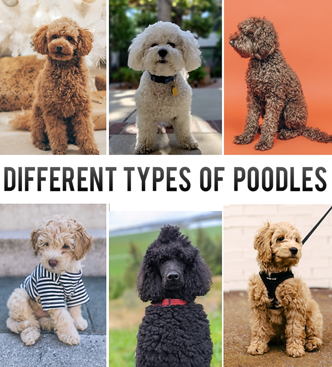 Types of Poodles: Breed Information, Pictures & Characteristics - PetHelpful