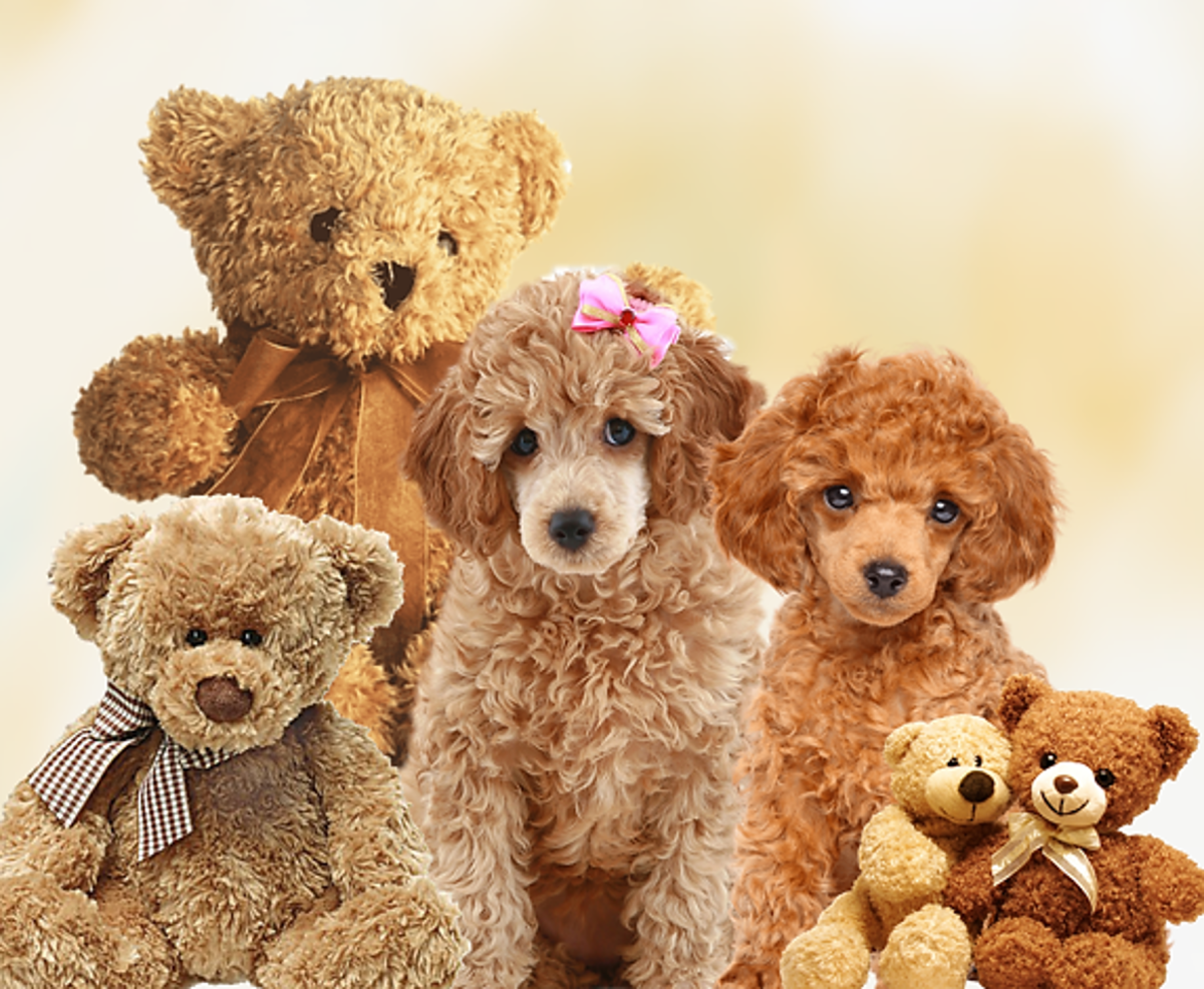 25 Dog Breeds That Look Like Teddy Bear