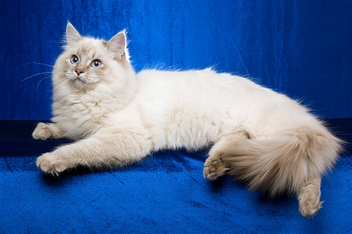 15 Cat Breeds That Get Along With Dogs HubPages