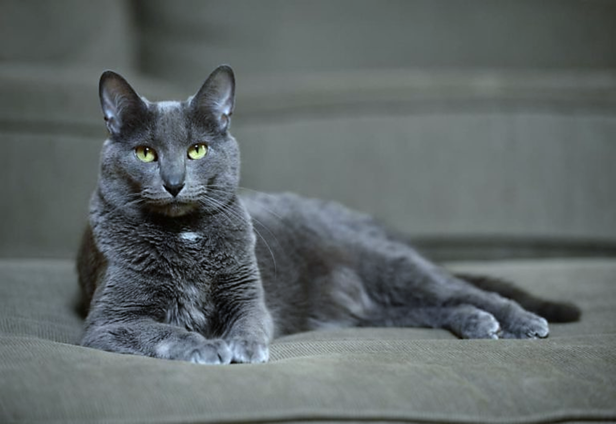 15 Cat Breeds That Get Along With Dogs - HubPages