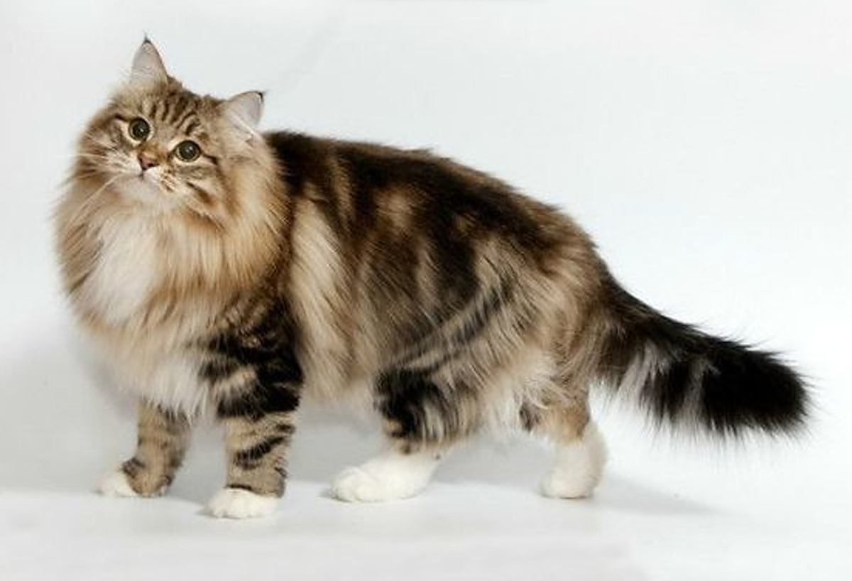 15 Cat Breeds That Get Along With Dogs - HubPages