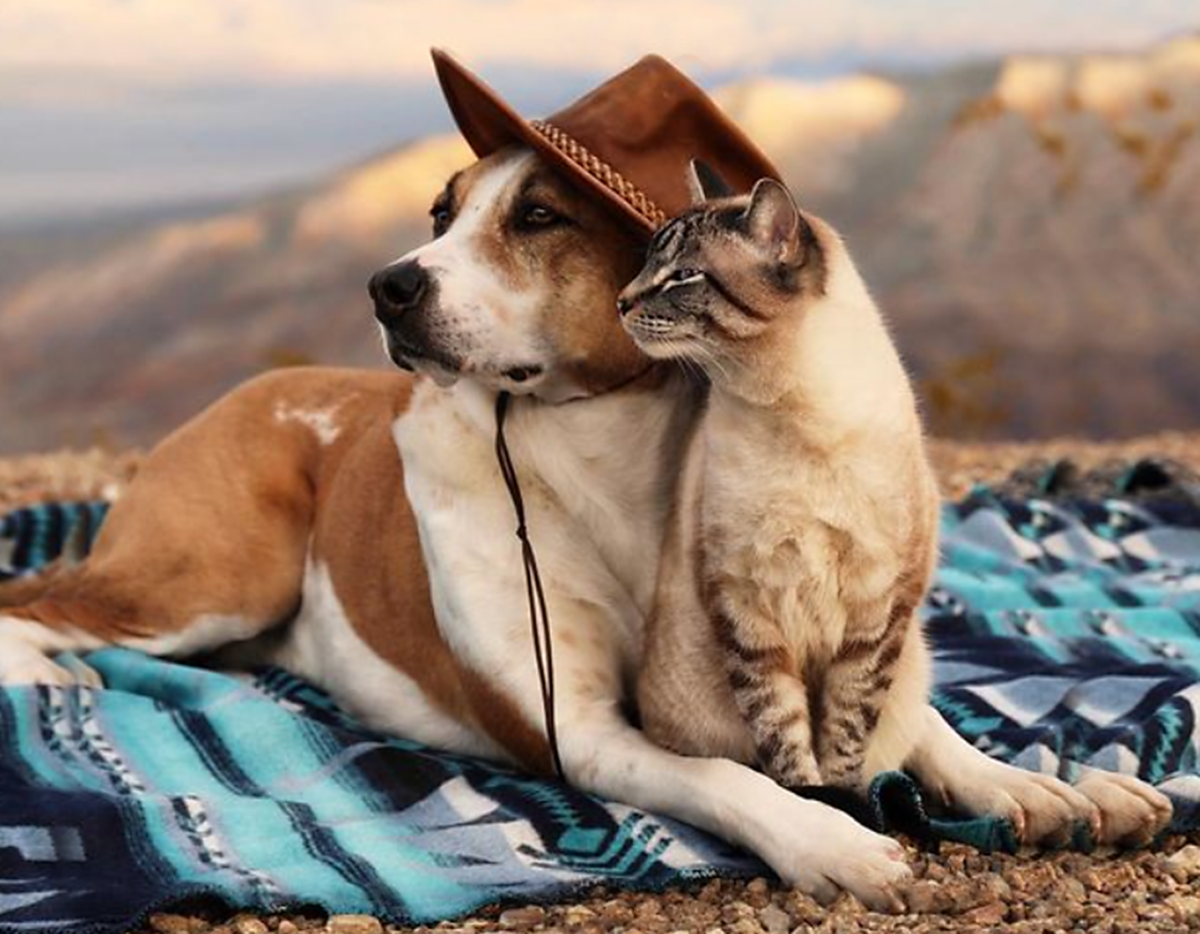 15 Cat Breeds That Get Along With Dogs