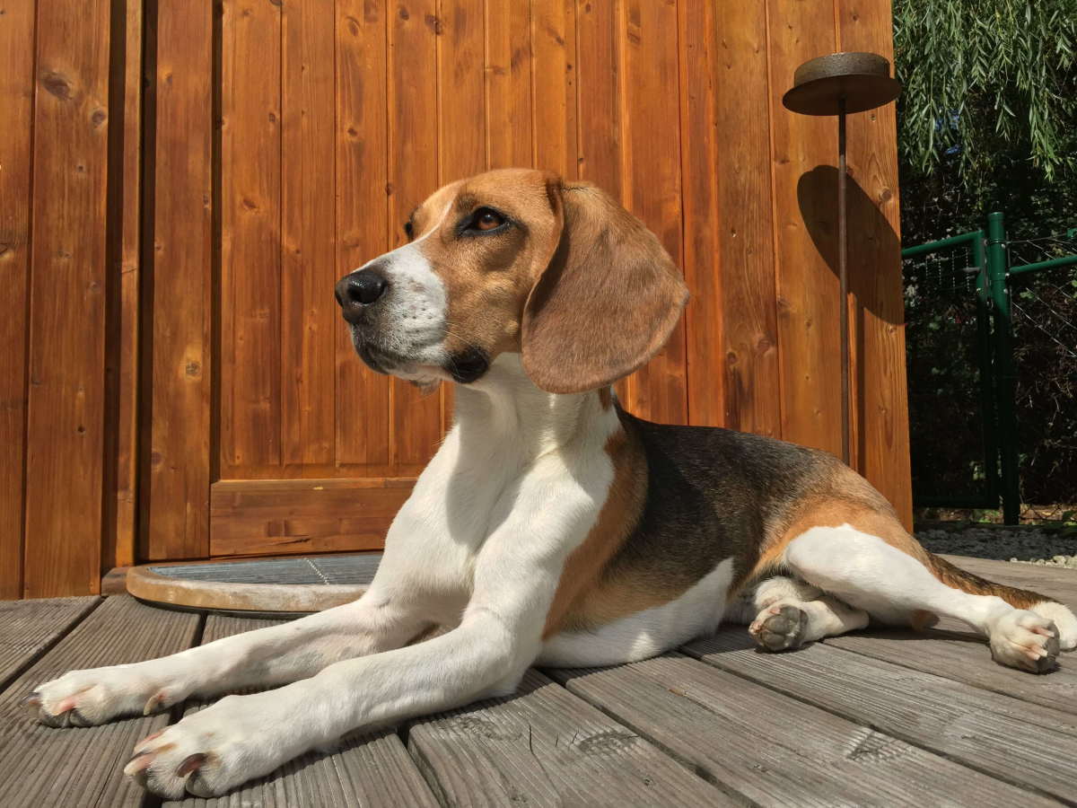 The Treeing Walker Coonhound: Exploring the Traits of This Intelligent and Active Breed