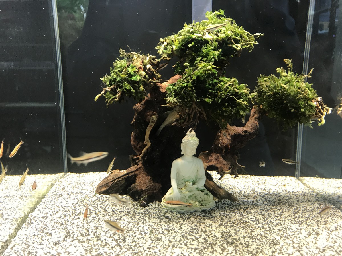 Creating the Bodhi Tree Nano Aquascape - HubPages