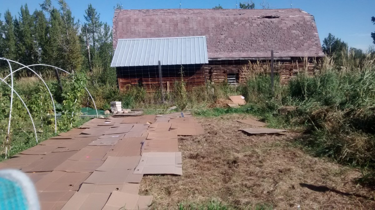 Transforming a Weedy Patch Into a Beautiful Lawn Dengarden