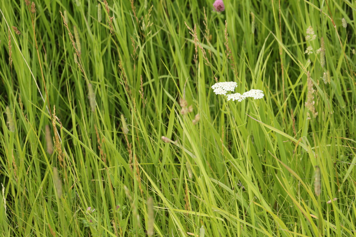 Transforming a Weedy Patch Into a Beautiful Lawn Dengarden