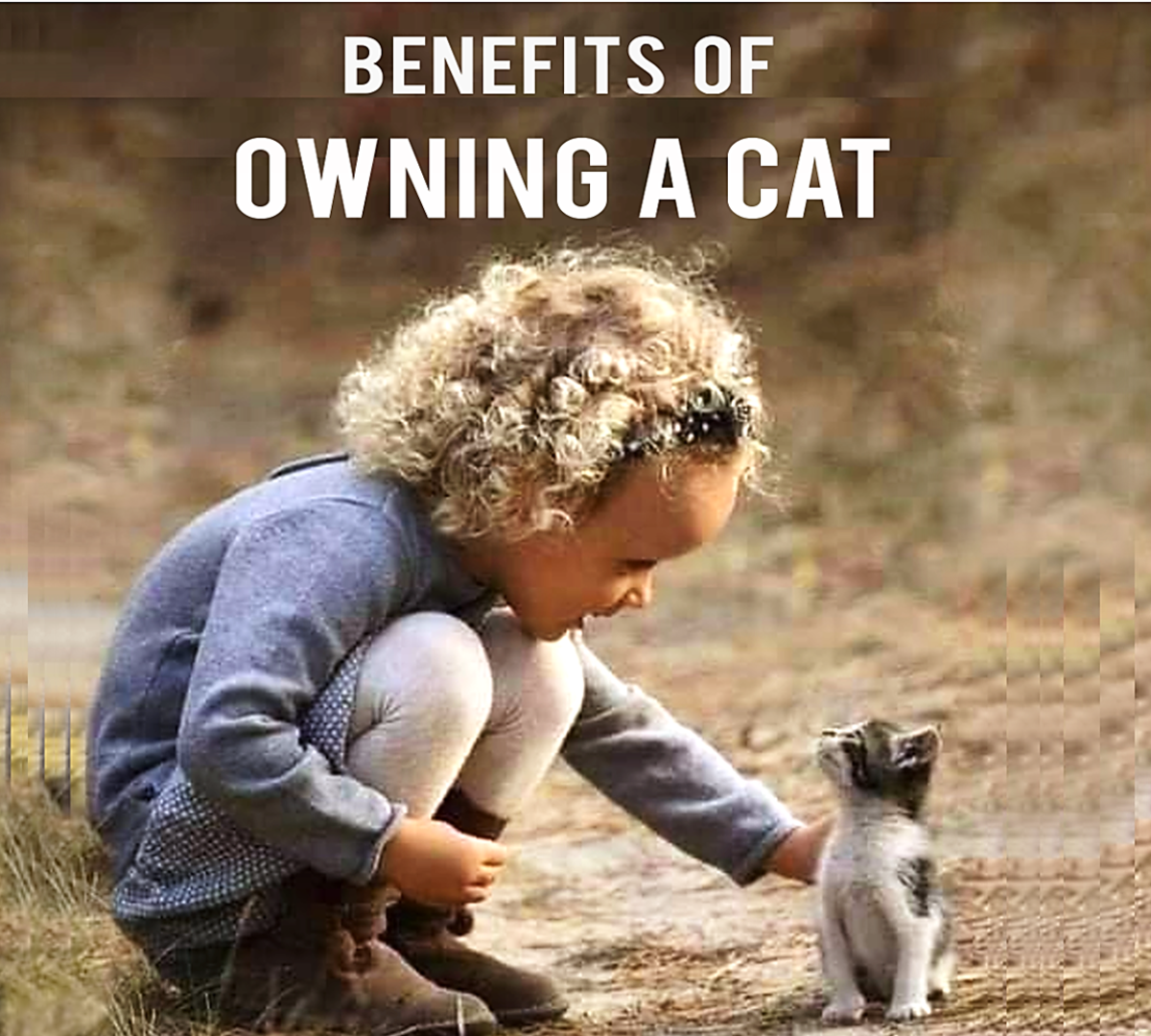 11 Benefits of Owning a Cat