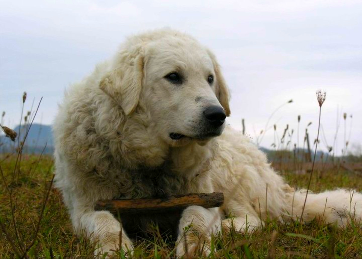Kuvasz: The Majestic Guardian Dog Breed From Hungary