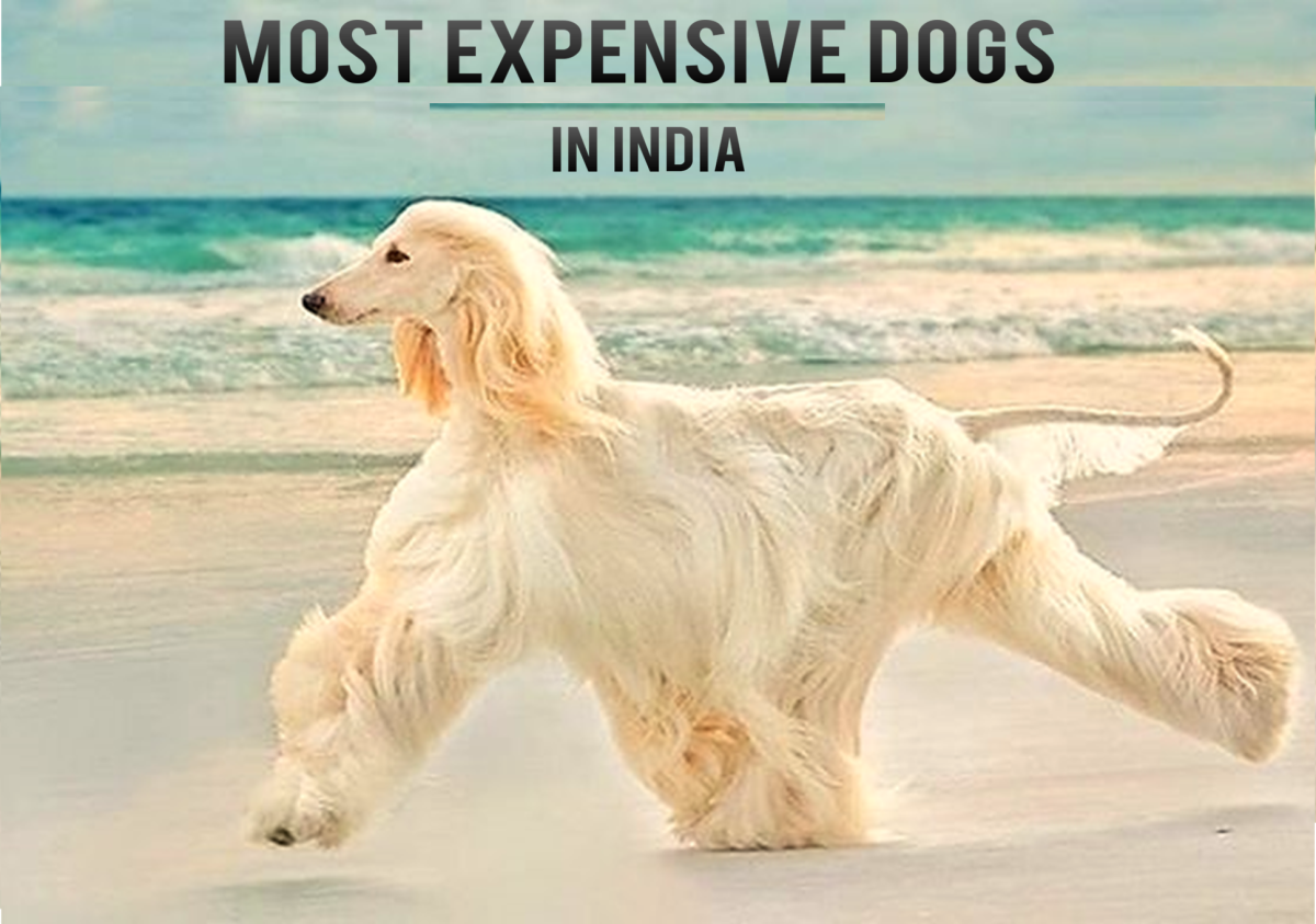 Top 10 Most Expensive Dog Breeds in India PetHelpful