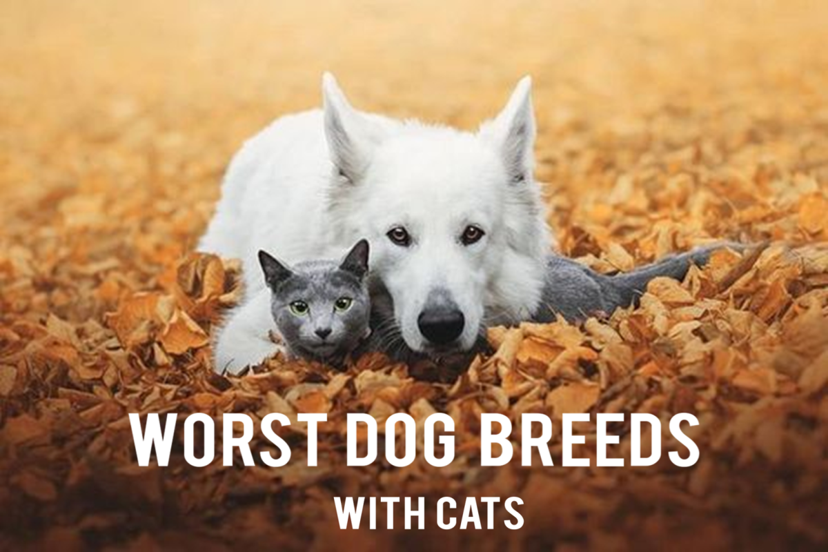 15 Worst Dog Breeds For Cats