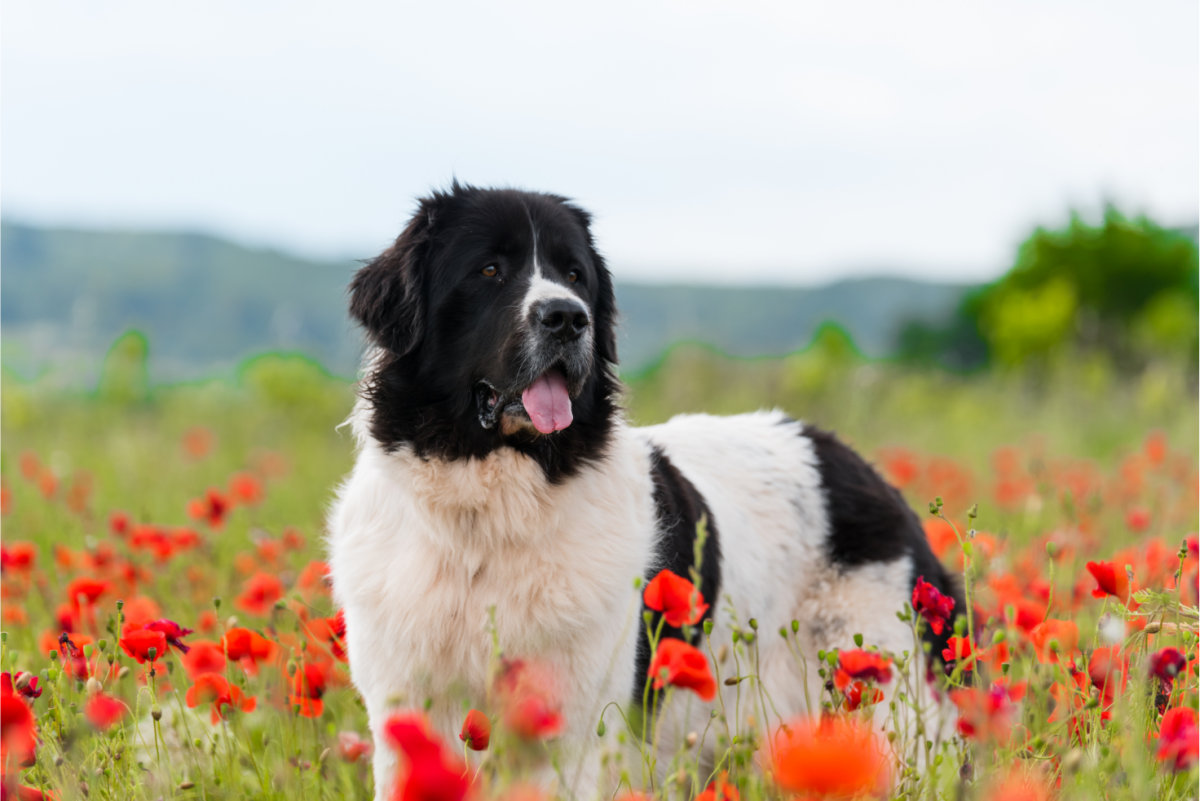 The Newfoundland Dog Breed: A Comprehensive Guide - PetHelpful