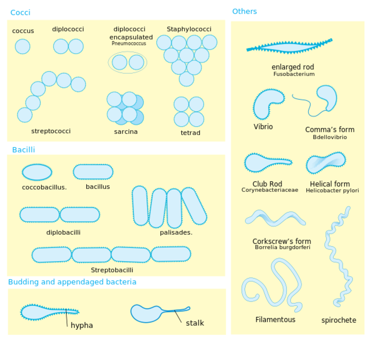 Learn About Microorganisms for Kids