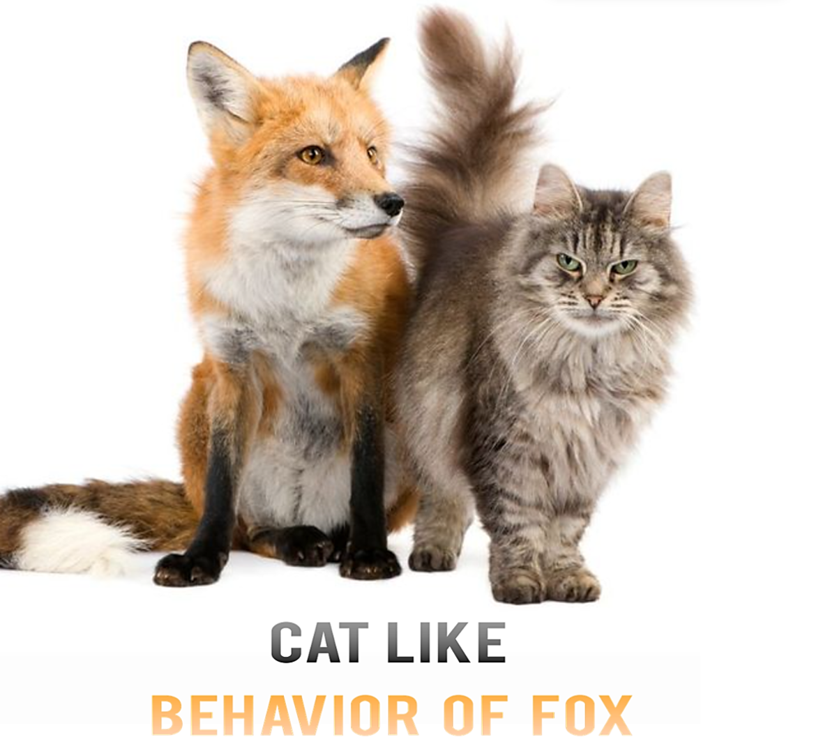 11 Cat Like Behavior of Fox