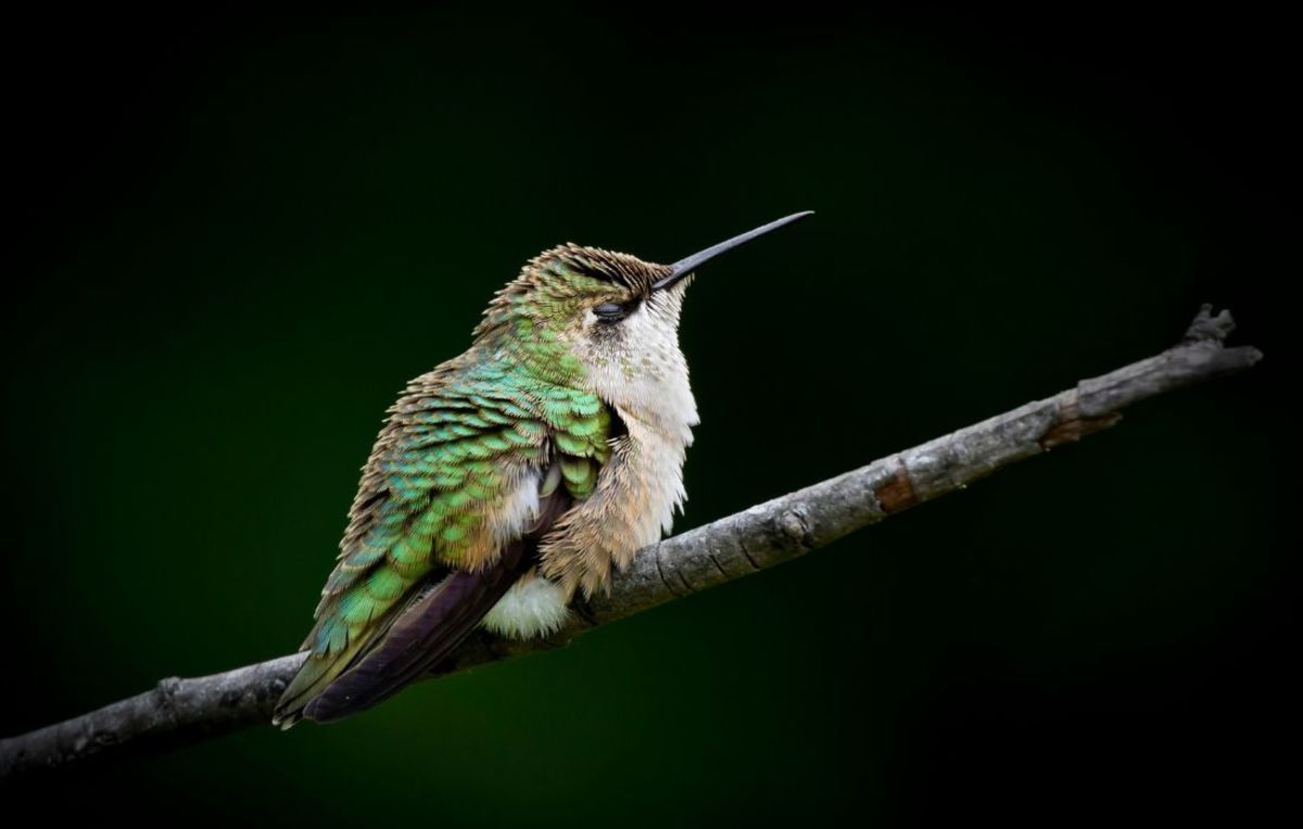 hummingbirds sleeping upside down