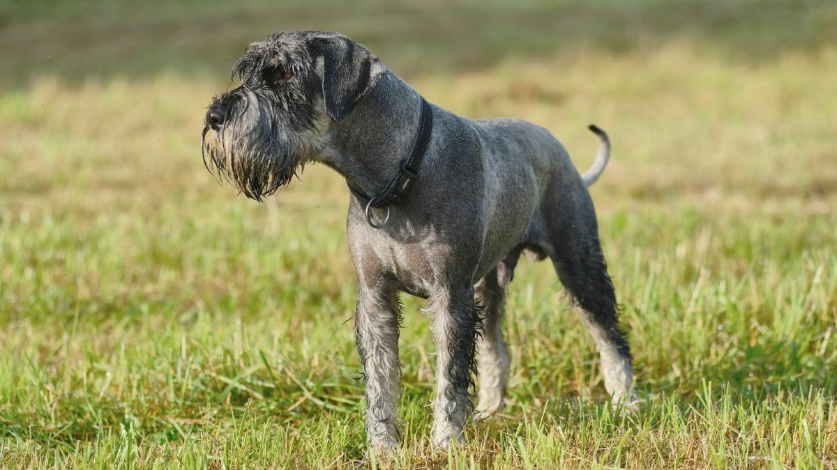Standard Schnauzer: A Comprehensive Guide to the Energetic and