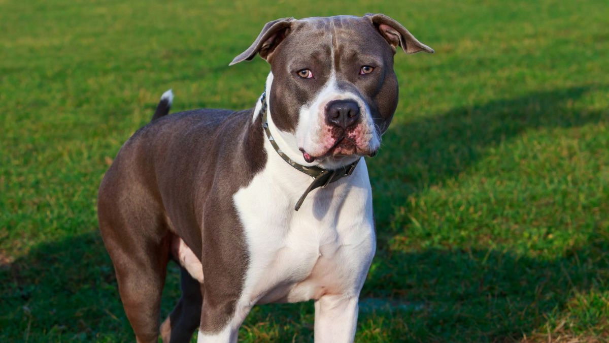 American Staffordshire Terriers
