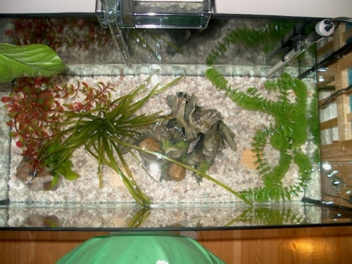 Setting Up a 32 Gallon Aquarium - HubPages