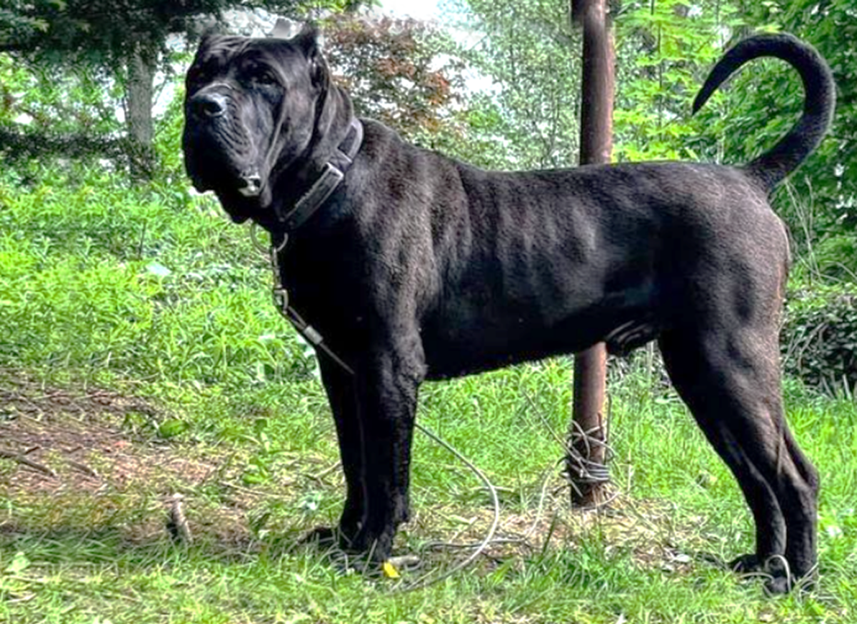 10 Fila Brasileiro ideas  dog breeds, dogs, mastiff dogs