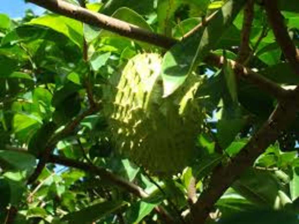 Fight Cancer With Graviola or Soursop Herb