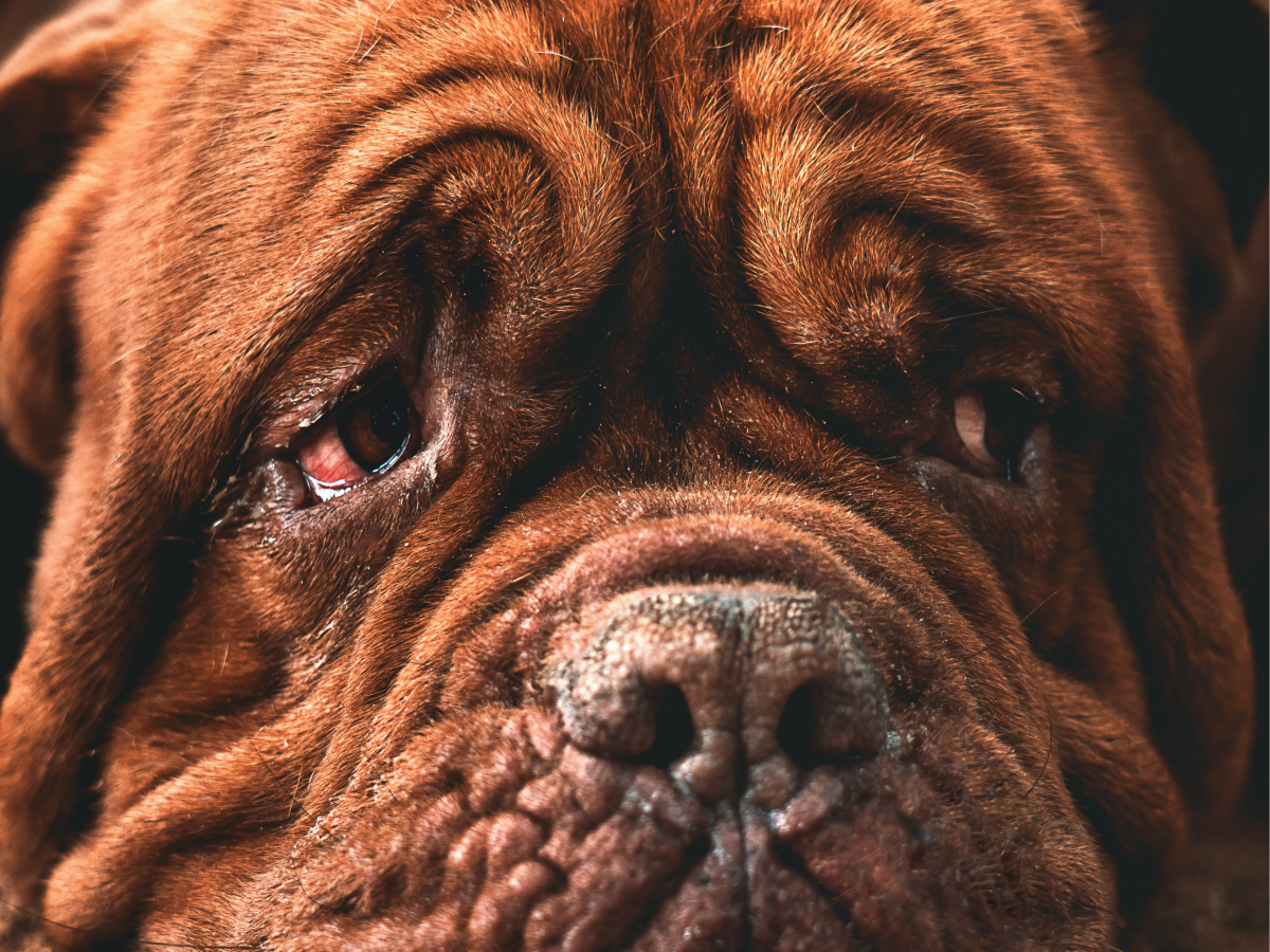 Home Remedies and Tips to Relieve Your Dog's Bloodshot Eyes