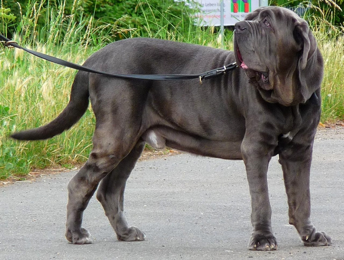 The Neapolitan Mastiff Breed: A Detailed Guide to Their History, Temperament, and Care