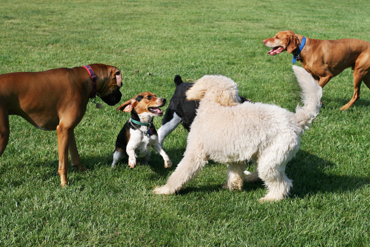 6 Essential Etiquette Rules for the Dog Park