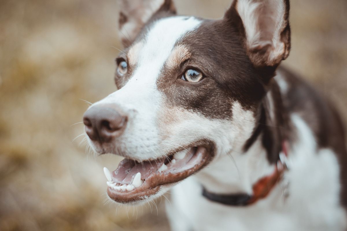 What to Do When Your Dog's Gums Are Pale