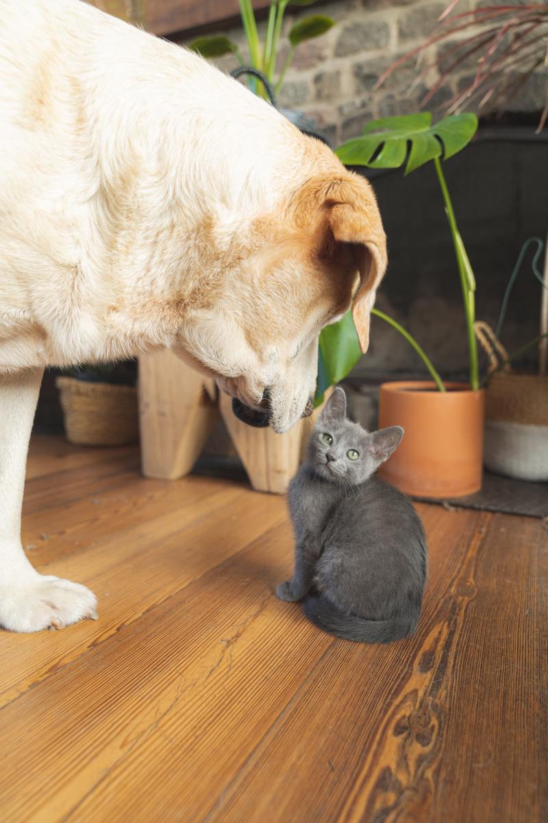 Can you give outlet dog treats to cats