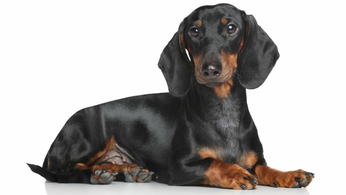 The Dachshund: Exploring Their Traits, Temperament, and History