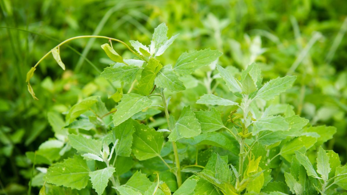 Nettle-Leaf Goosefoot: A Nutritious Edible Weed