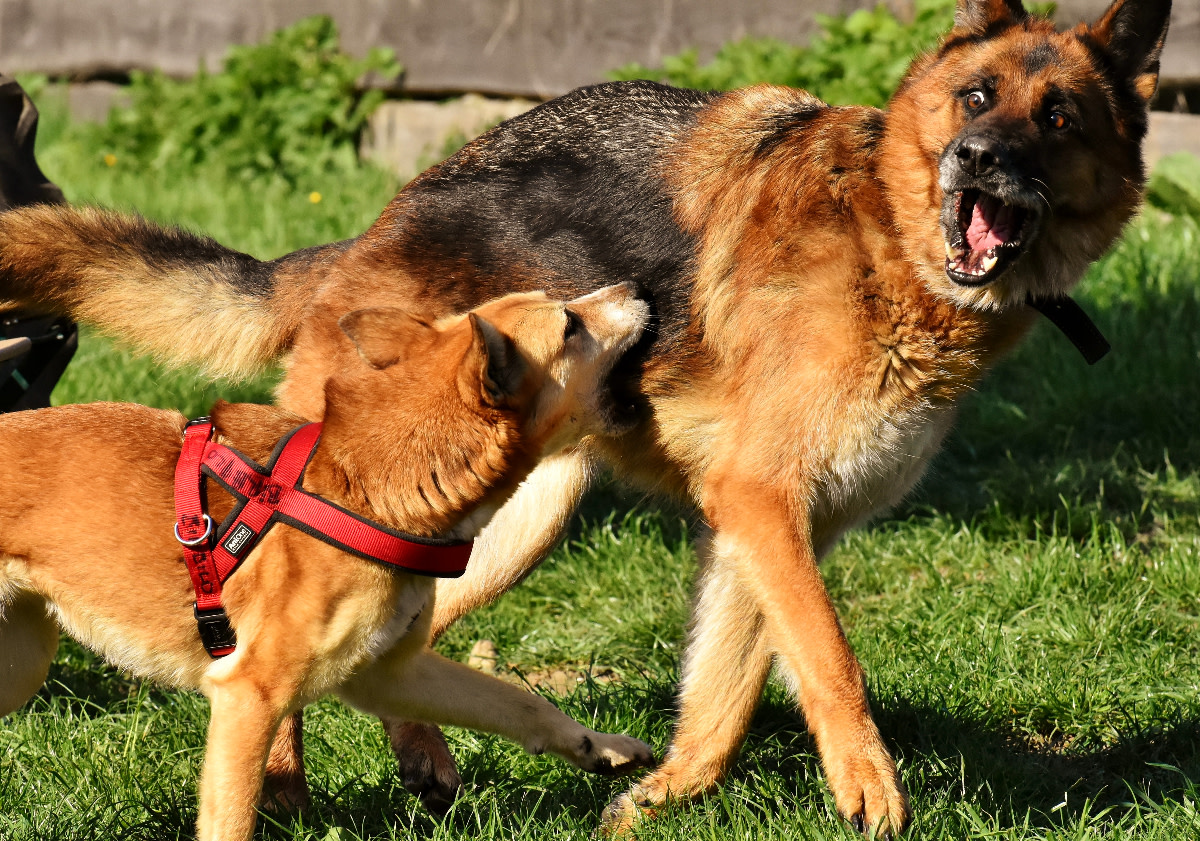 Redirected Aggression in Dogs: What Is It and How to Stop It?