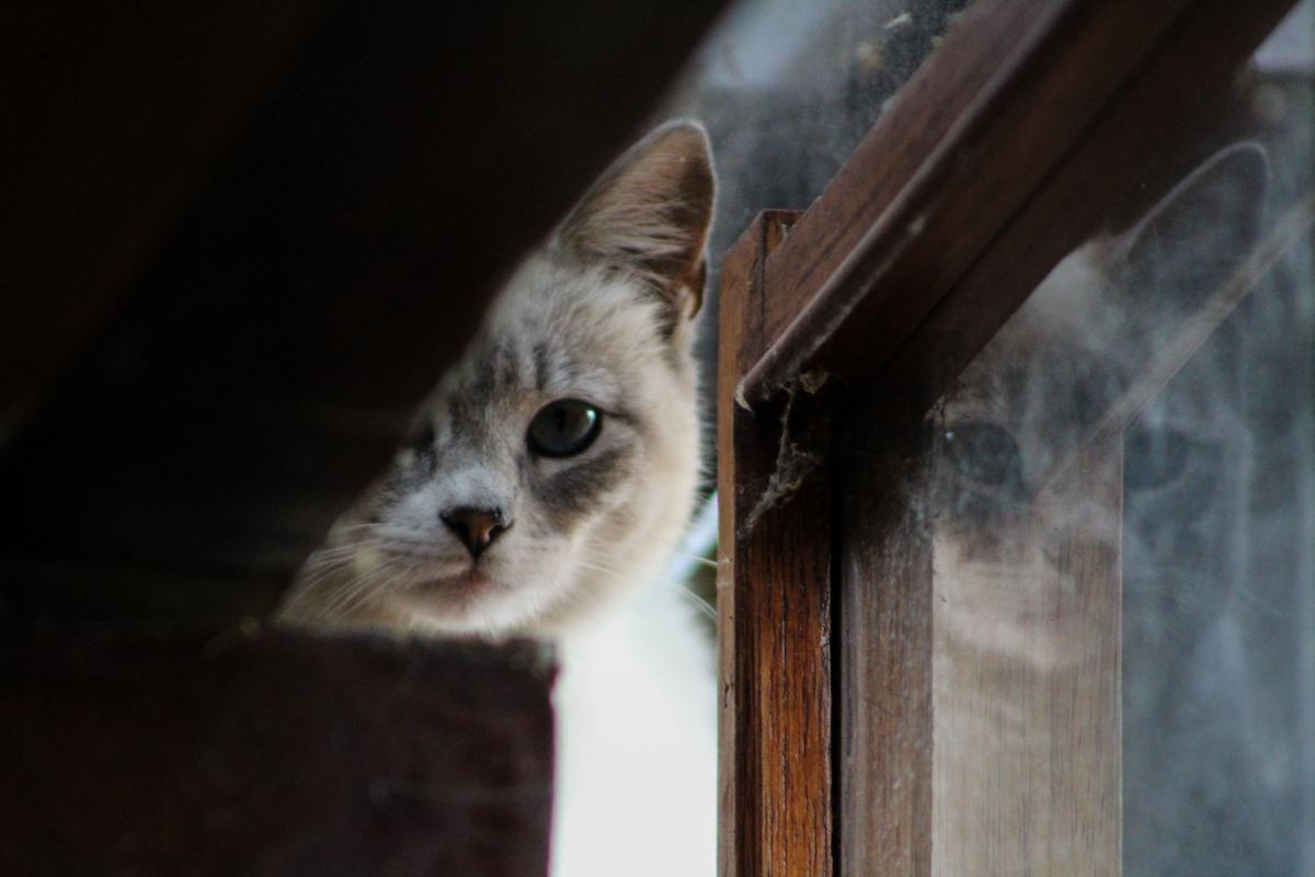 125 Unique Shy Cat Names For Scaredy Cats HubPages