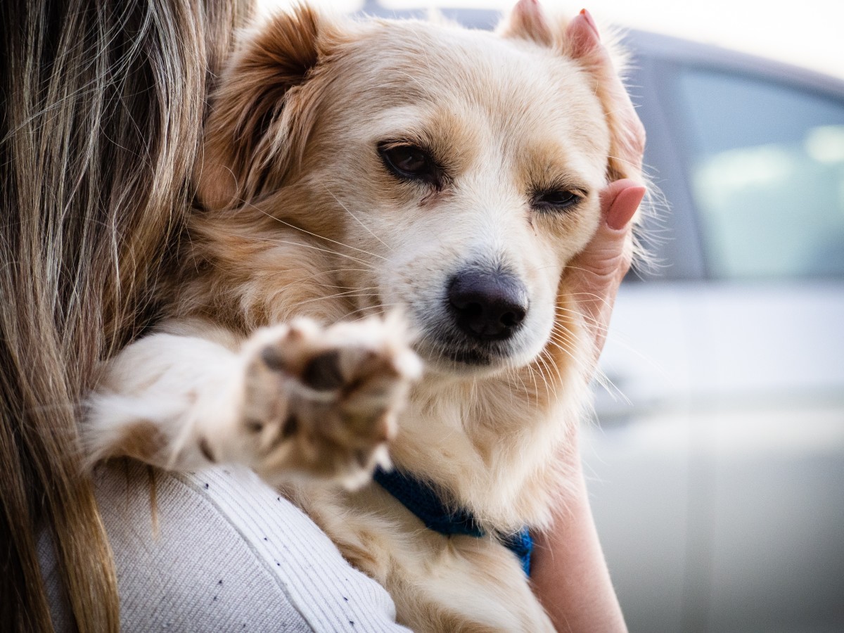 Home remedies for melena in clearance dogs