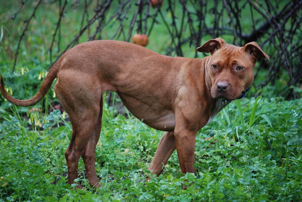 American Bully Dogs Have Been Banned in Two Countries - PetHelpful News