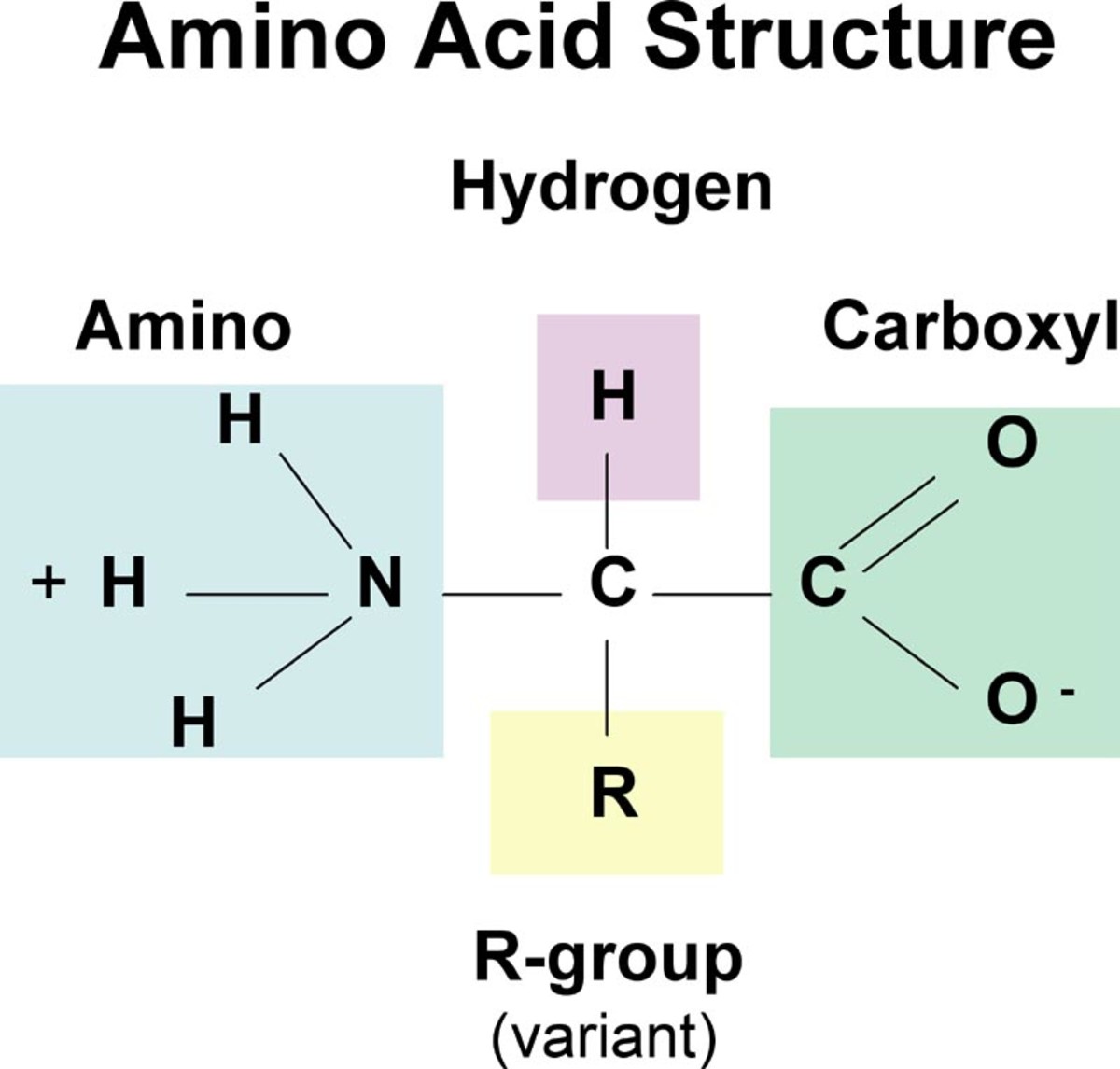 Proteins and Amino Acids - The Basics