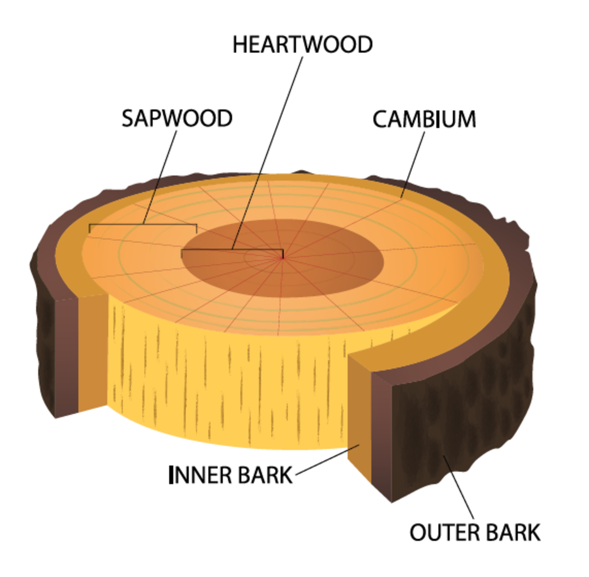 Santalum album - Wikipedia