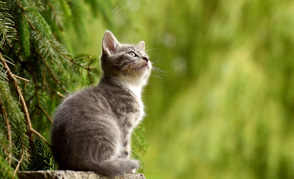 How Do You Know If an Outdoor Cat Is Really a Stray?