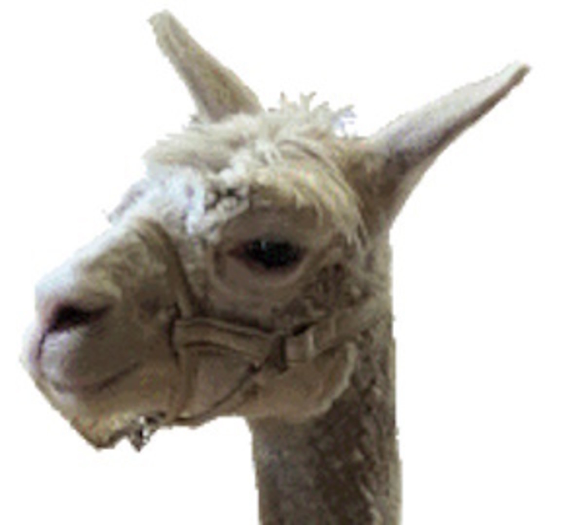 Alpacas for You? HubPages