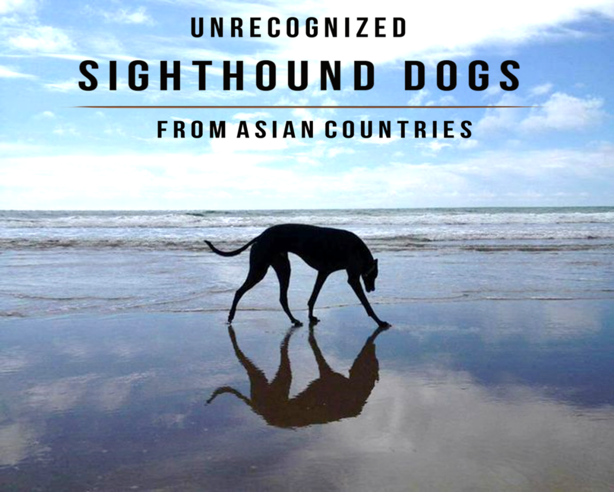 11 Unrecognized and Rare Sighthound Dogs From Asian Countries