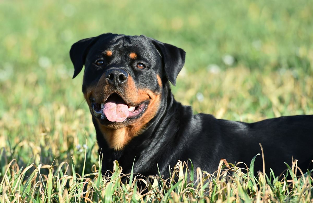 The Ultimate Guide to Rottweilers: Breed Information, Training Tips ...