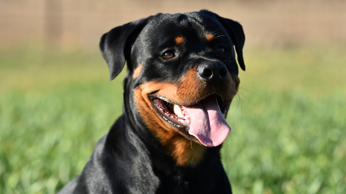 The Ultimate Guide to Rottweilers: Breed Information, Training Tips, and More